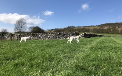 Owner Dale Farm Rural Campsite 8211 Adult Only Quiet Sit 3