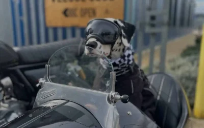 veloceclubdog.jpg