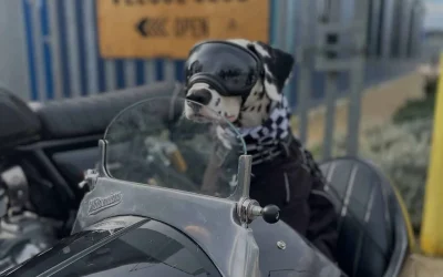 veloceclubdog.jpg